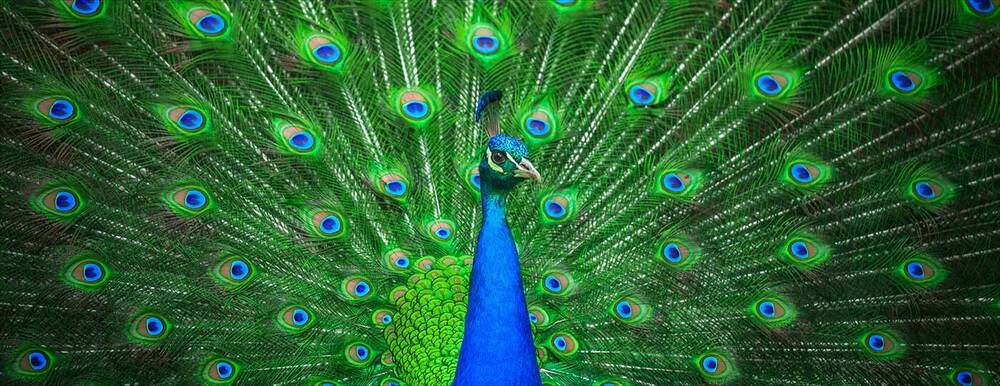 Peacock with blue and green feathers displayed