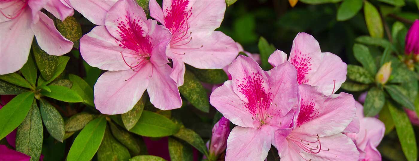 Pink and magenta flowers