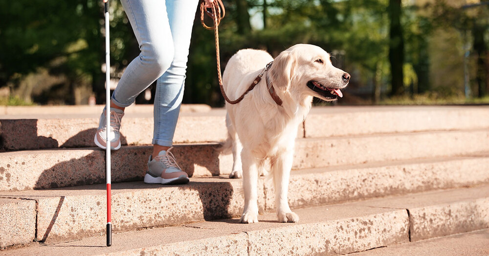 An individual walking a service dog down stairs.